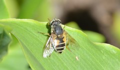 Eristalis bogotensis