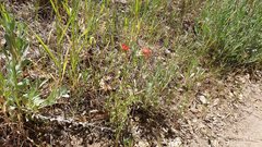 Castilleja martini martini