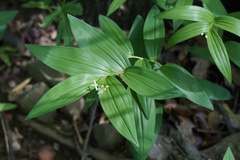 Maianthemum