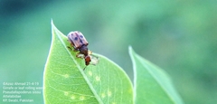 Pseudallapoderus sissus