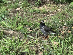 Spodiopsar cineraceus