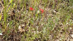 Castilleja martini martini