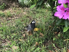 Spodiopsar cineraceus