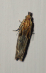 Eucosma cana
