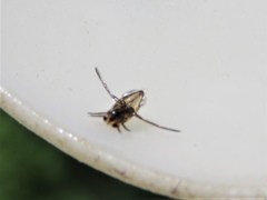 Anisops assimilis