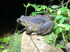 Leptodactylus wagneri