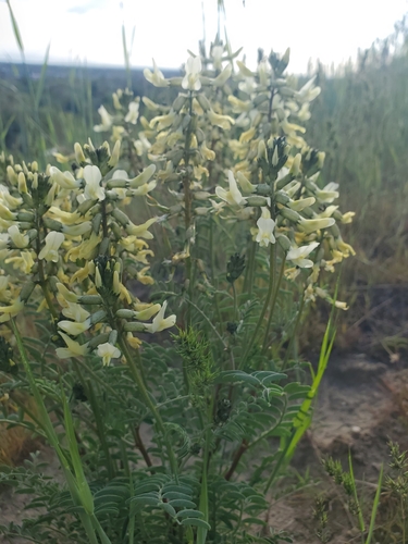 Image of Astragalus eremiticus by (c) frankcarrots, some rights reserved (CC BY)
