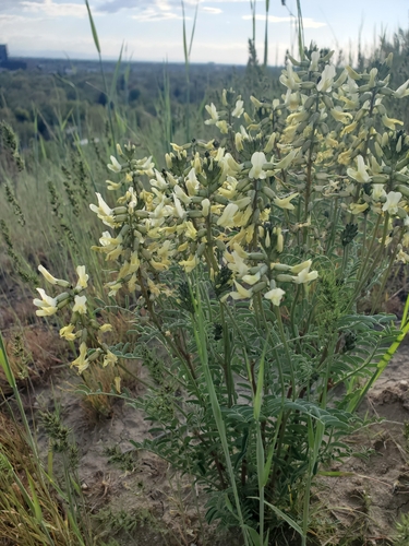 Image of Astragalus eremiticus by (c) frankcarrots, some rights reserved (CC BY)