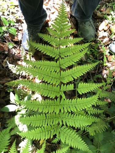 Dryopteris nipponensis iNat (1)