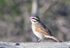 Emberiza capensis