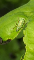 Polydrusus pterygomalis