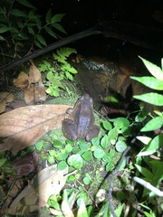 Leptodactylus wagneri