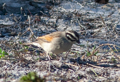 Emberiza capensis