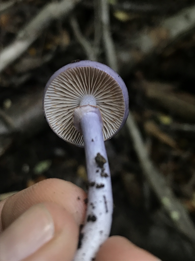 Thaxterogaster magellanicus · April 2024 · photo: © tutitah (iNaturalist, cc0)