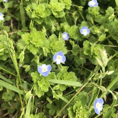 Veronica persica