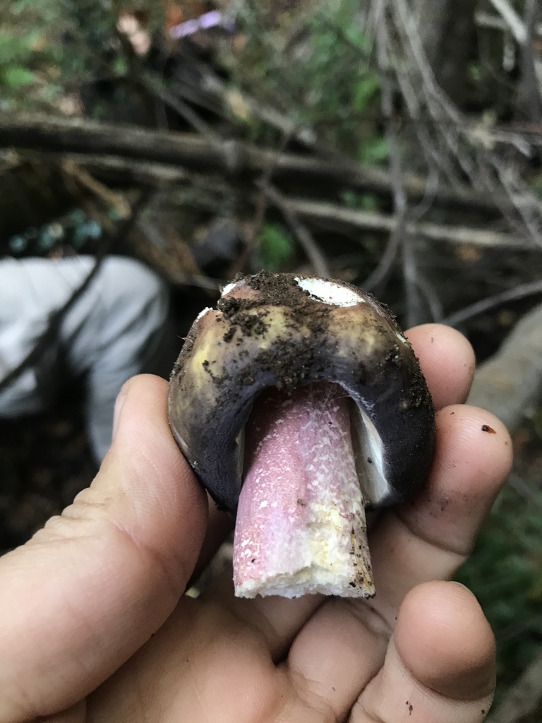 Russula nothofaginea · April 2024 · photo: © tutitah (iNaturalist, cc0)