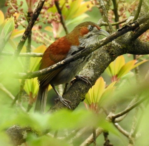 Grey-sided Scimitar Babbler (Erythrogenys swinhoei), photo 8
