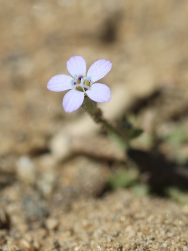 Image of Gilia interior by (c) Cricket Raspet, some rights reserved (CC BY)