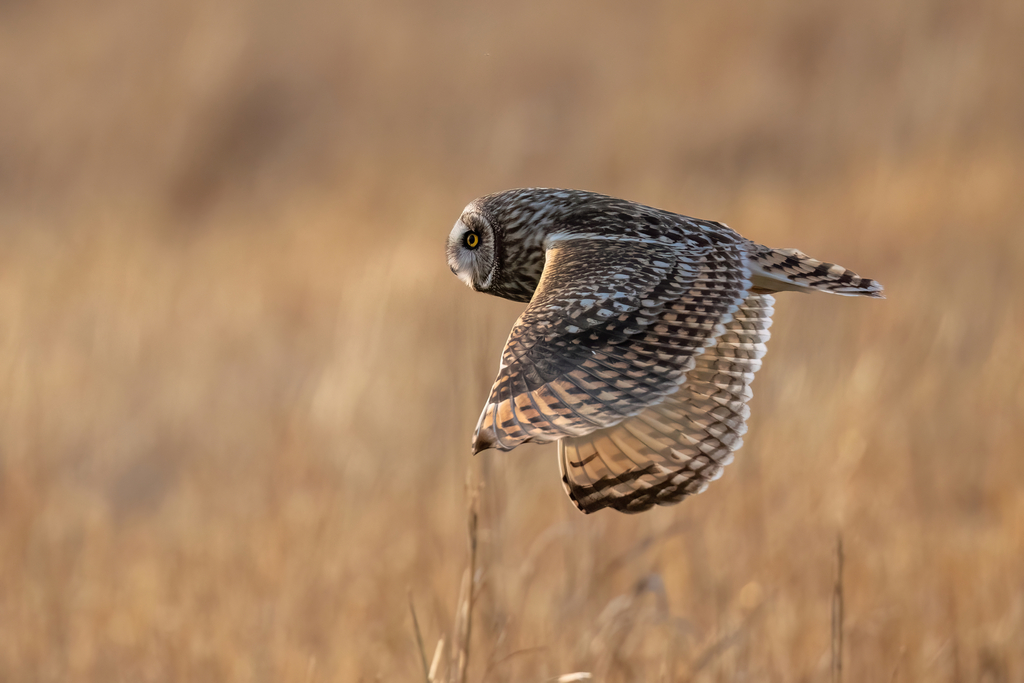 Hibou des marais