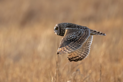 Short-eared Owl photographed in Illinois