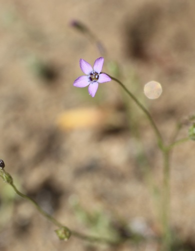 Inland gilia (Gilia interior)