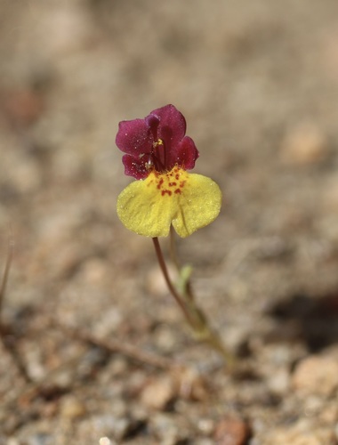 Image of Erythranthe shevockii by (c) Cricket Raspet, some rights reserved (CC BY)