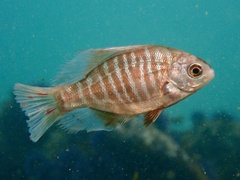 Black Perch photo 2