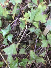 Senecio macroglossus
