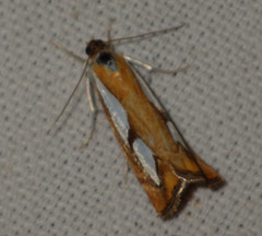 Catoptria pinella