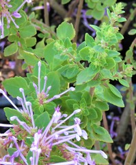 Thorncroftia succulenta