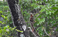 Callosciurus notatus