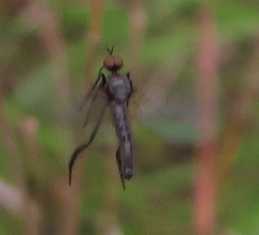 Dance Flies, Long-legged Flies, and Allies from Burnet County, TX, USA ...