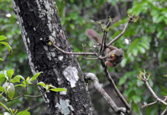 Callosciurus notatus