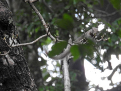 Callosciurus notatus