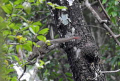 Callosciurus notatus