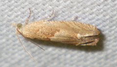 Eucosma conterminana