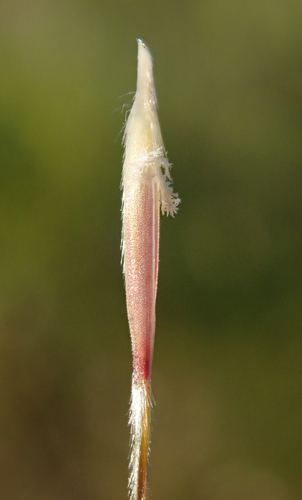 Nassella cernua