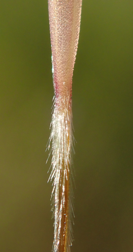 Nassella cernua