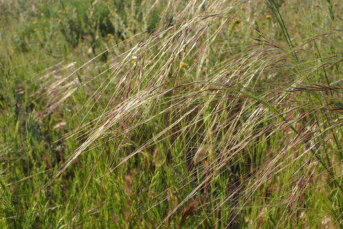 Nassella cernua