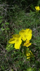 Oenothera serrulata