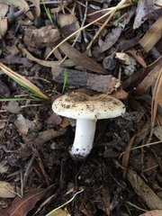 Russula sororia