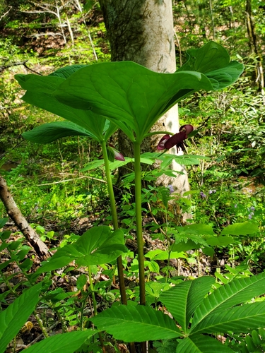 Image of Trillium vaseyi by (c) Will Kuhn, some rights reserved (CC BY)