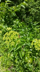 Euodynerus annulatus