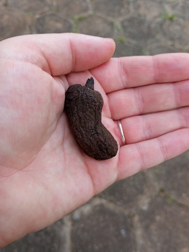 Image of Ocotea puberula by (c) Cristiane Colodel, some rights reserved (CC BY)