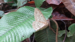 Percnia fumidaria