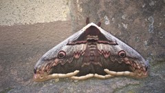 Saturnia pyri