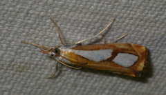 Catoptria pinella