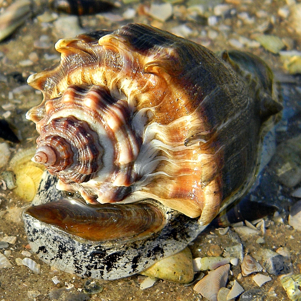 Florida Crown Conch (Gulf Islands National Seashore Sealife) · iNaturalist