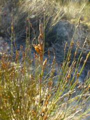Restio sieberi