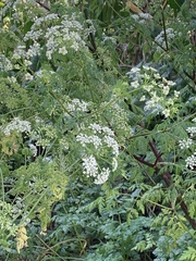 Conium maculatum